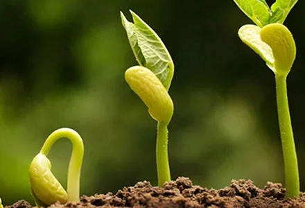 ¿Cómo afectan los bioestimulantes al crecimiento de las plantas en condiciones de sequía?