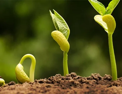Aplicaciones del poliaspartato de potasio en la agricultura moderna